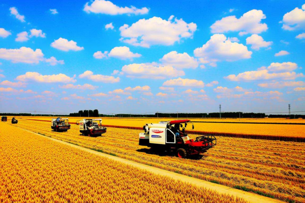 2026年梦见五谷丰登，预示今年衣食无忧，粮仓满满