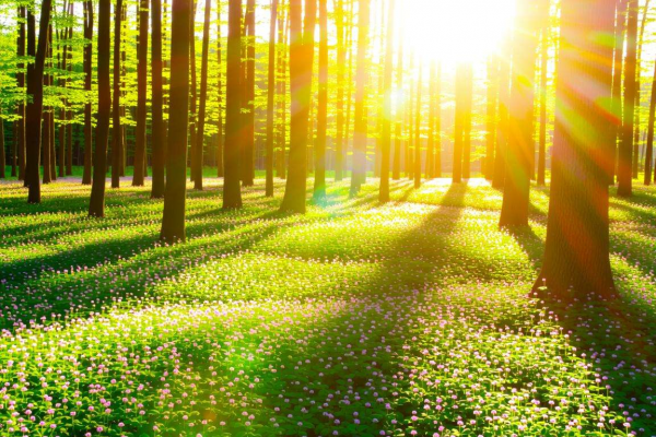 梦见很多屎究竟有何预兆？深度解析梦境背后的神秘寓意