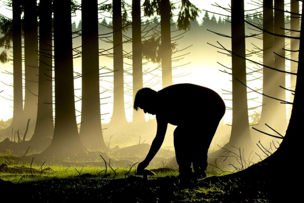 梦见捡蘑菇是什么意思？梦境背后隐藏的神秘寓意大揭秘