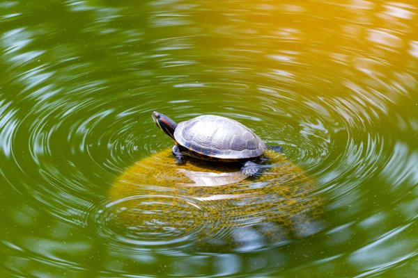 养乌龟对风水有影响吗？探究其中关联与奥秘