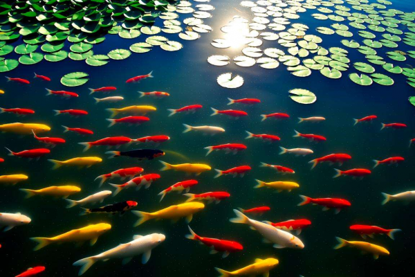 梦见鱼在水里游是什么意思，背后隐藏着怎样的寓意解读