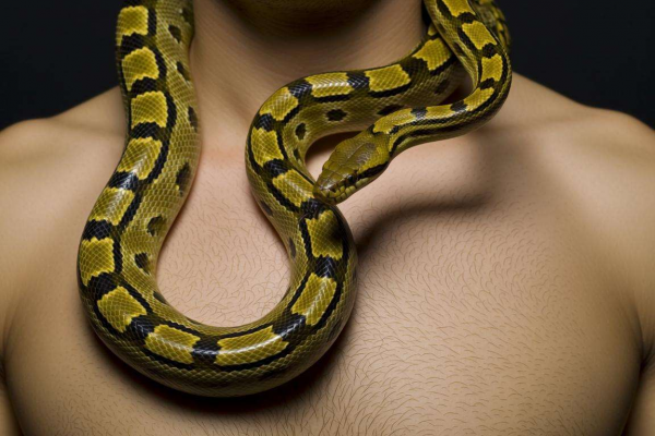 梦见蛇缠身:吉兆还是凶兆已婚与未婚寓意大不同