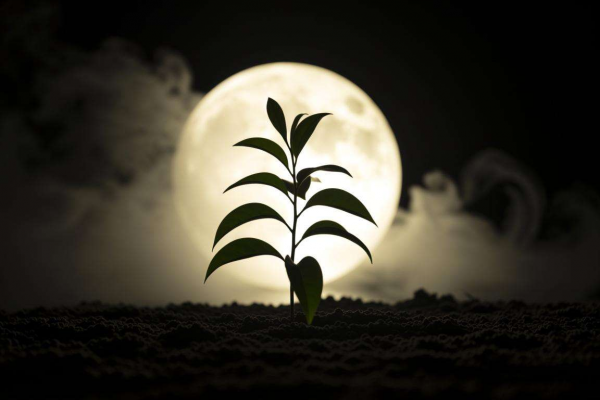 梦见种树是什么兆头？解析梦境背后隐藏的神秘寓意