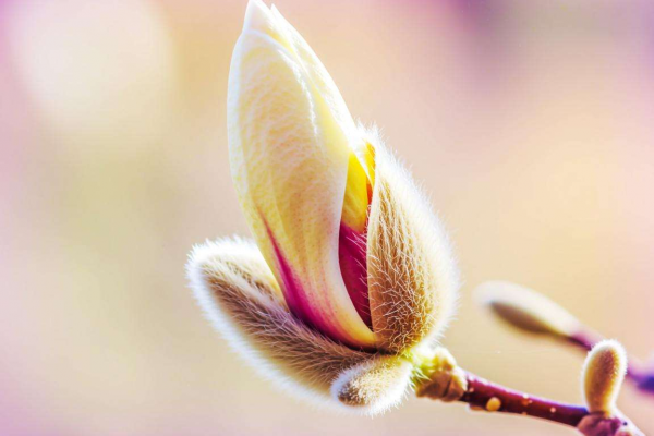 梦见花开究竟何预兆？探寻梦境背后隐藏的神秘寓意